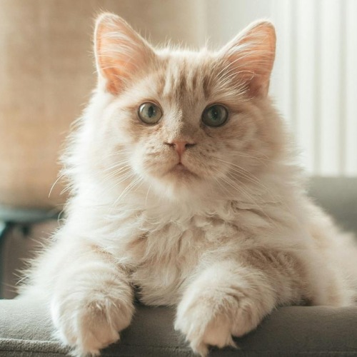 a cat sitting in a pot