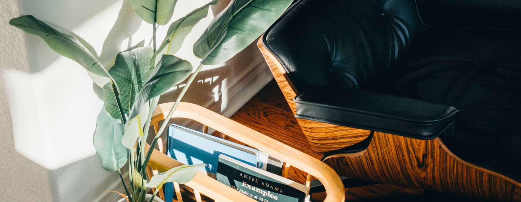 a plant in a pot next to a chair and a plant