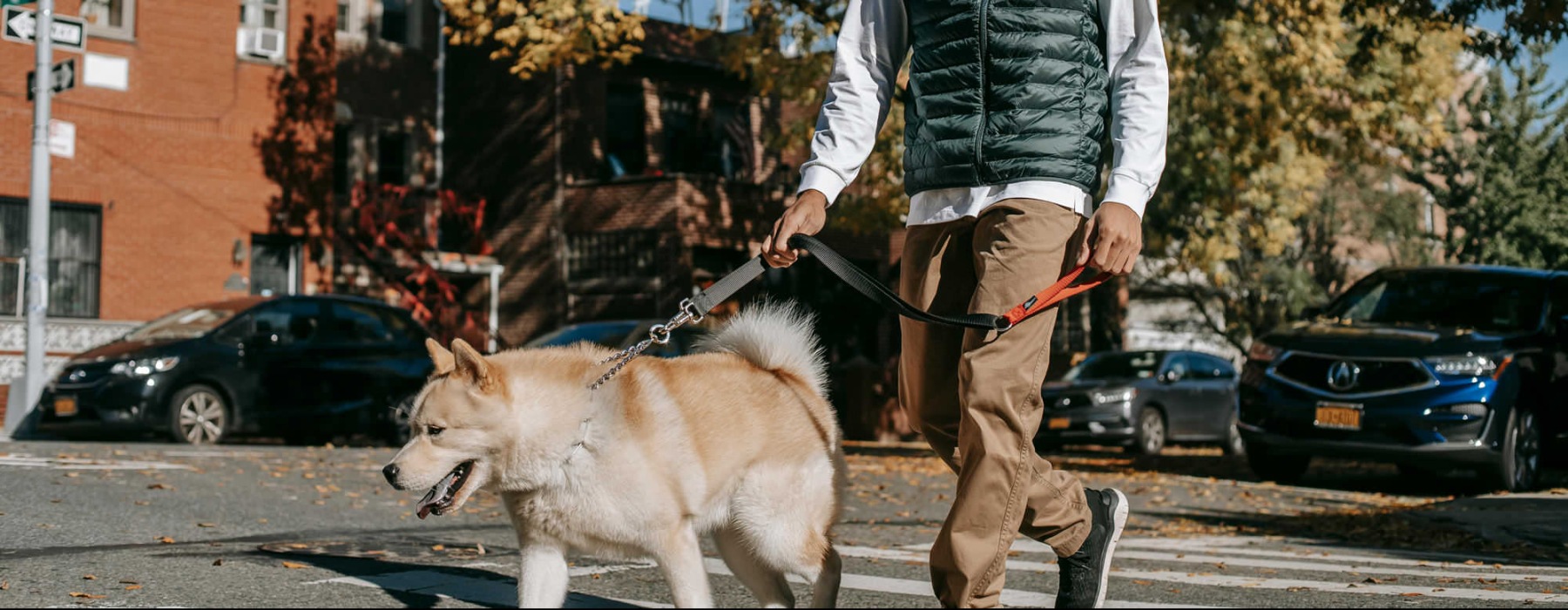 a man walking a dog on a leash