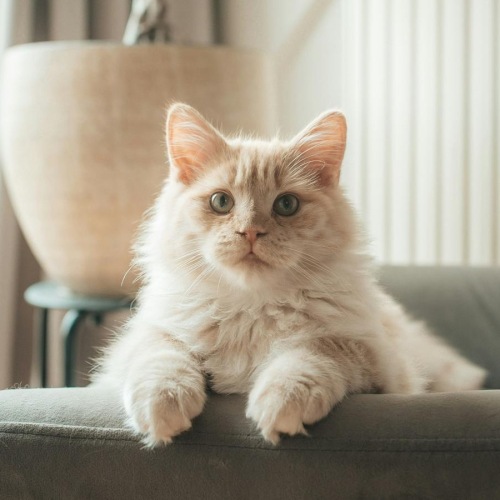 a cat sitting in a pot