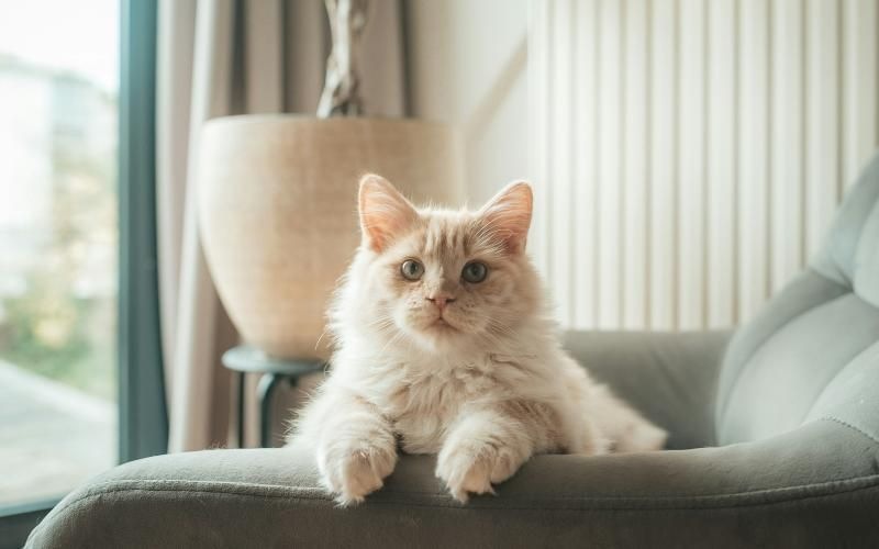 a cat sitting in a pot
